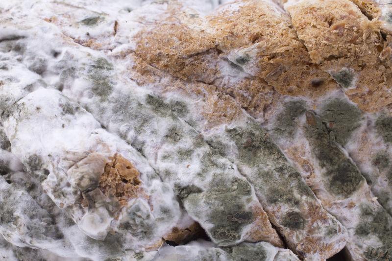 长满霉菌的面包