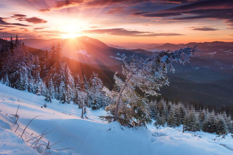 山上的雪覆盖在树枝上的日出的早晨图片 日出时被雪覆盖的针叶树素材 高清图片 摄影照片 寻图免费打包下载