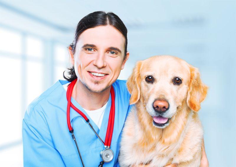 男兽医与他的狗