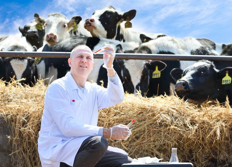 农场雄性奶牛兽医分析