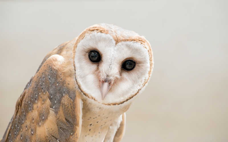 野生的谷仓猫头鹰