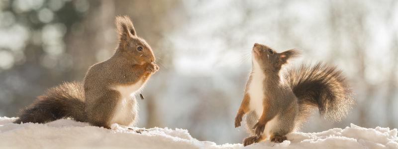 雪地上的两只小松鼠