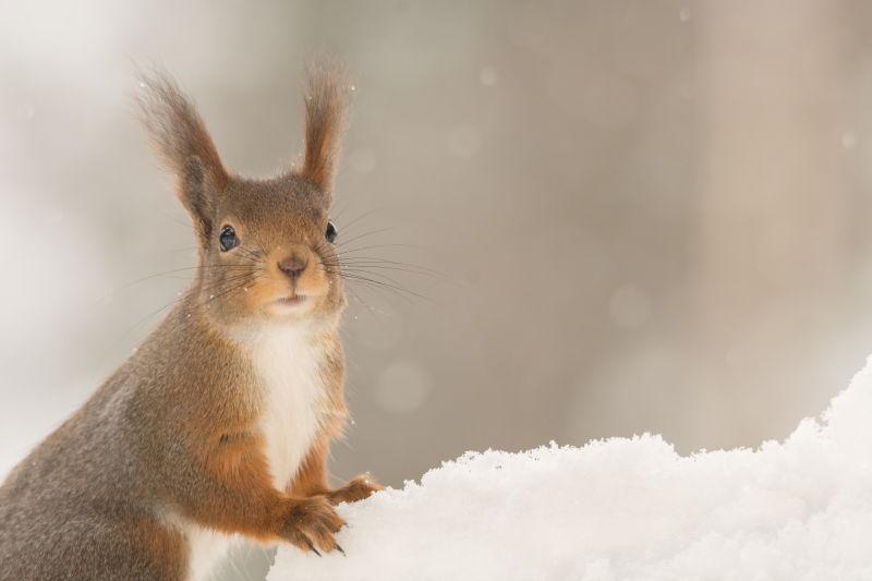 在雪地上的可爱的红松鼠