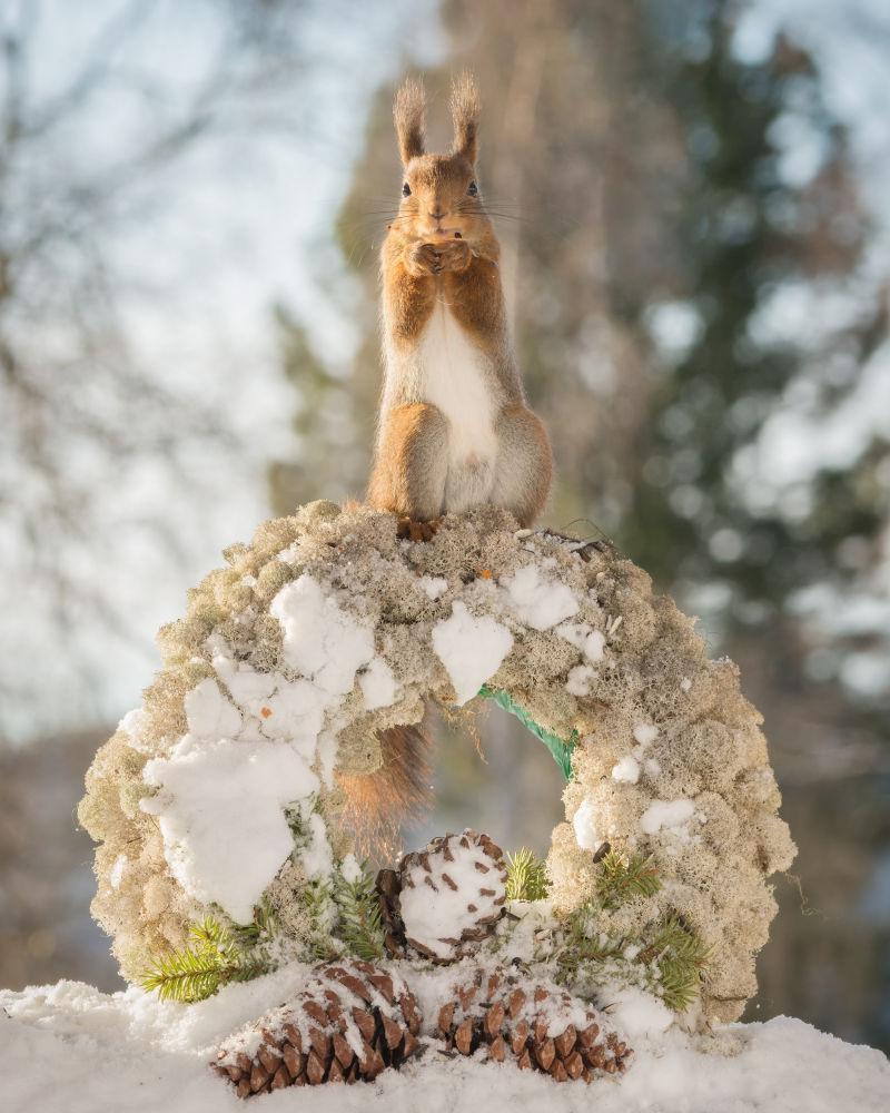 站在雪地上的花环上的红松鼠