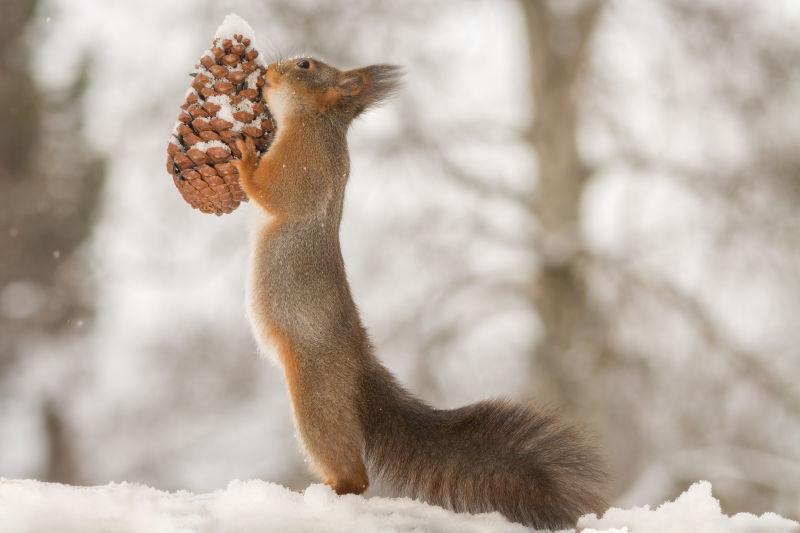 在雪地上抱着松果的红松鼠