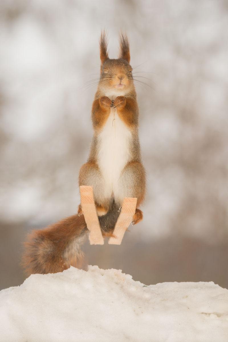 雪地上滑雪的小松鼠精彩瞬间摄影