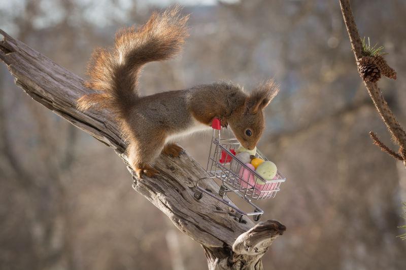 在干树干上推着小购物车的红松鼠