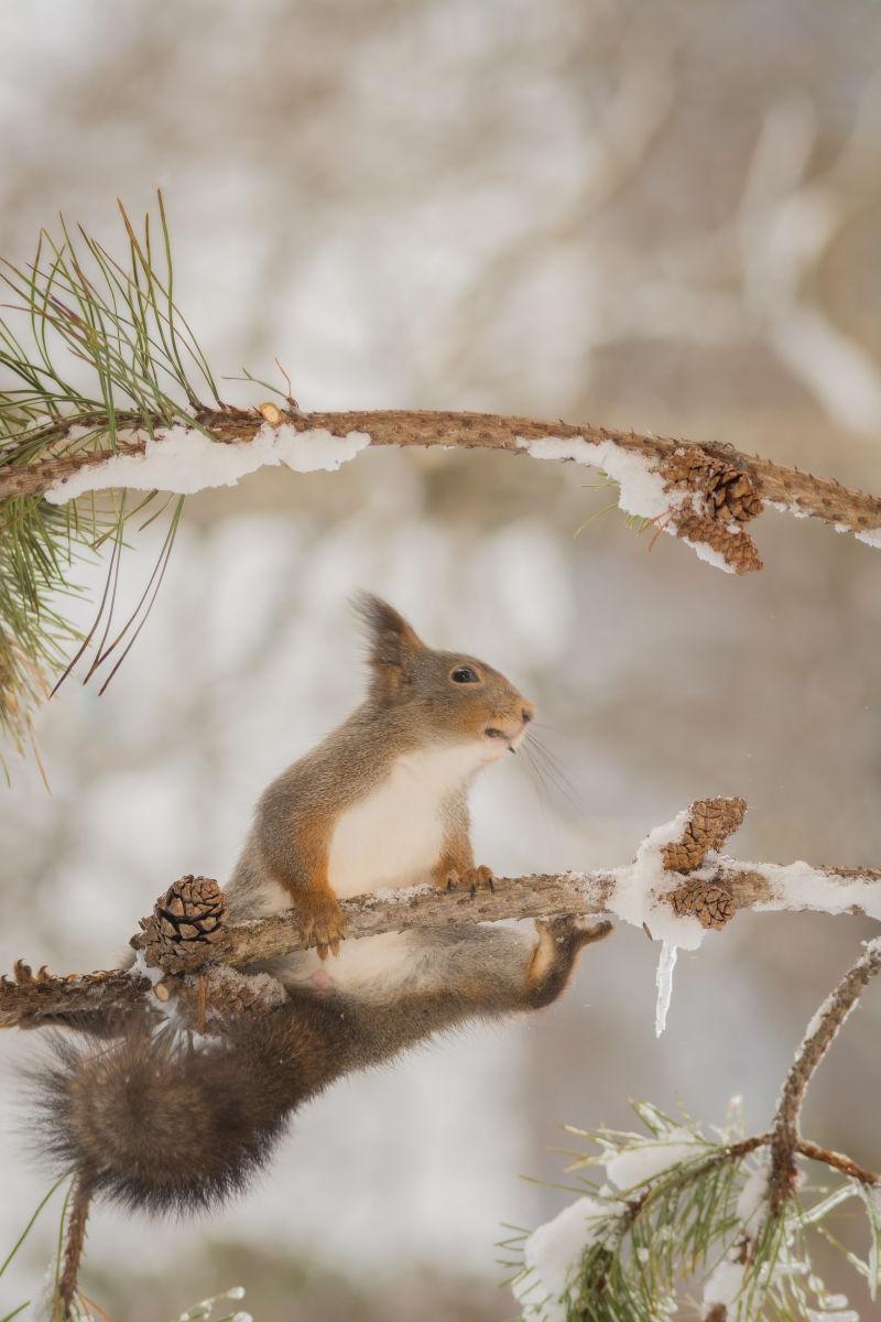 雪后树枝上的可爱的小松鼠