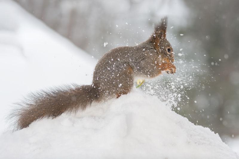 雪地上玩雪的小松鼠