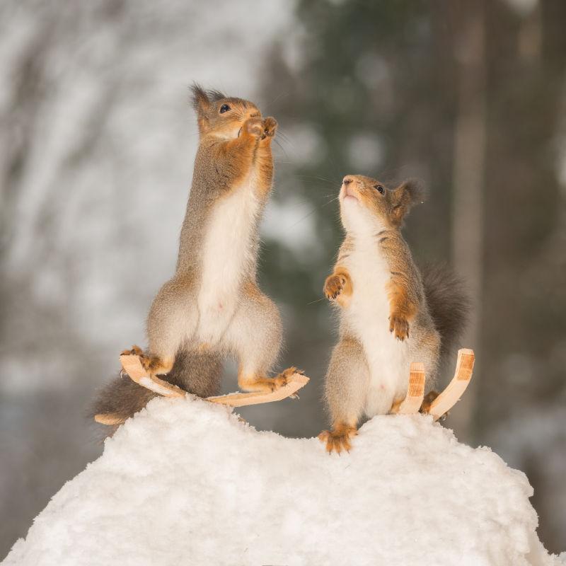 站在雪堆上的雪橇上的两只红松鼠