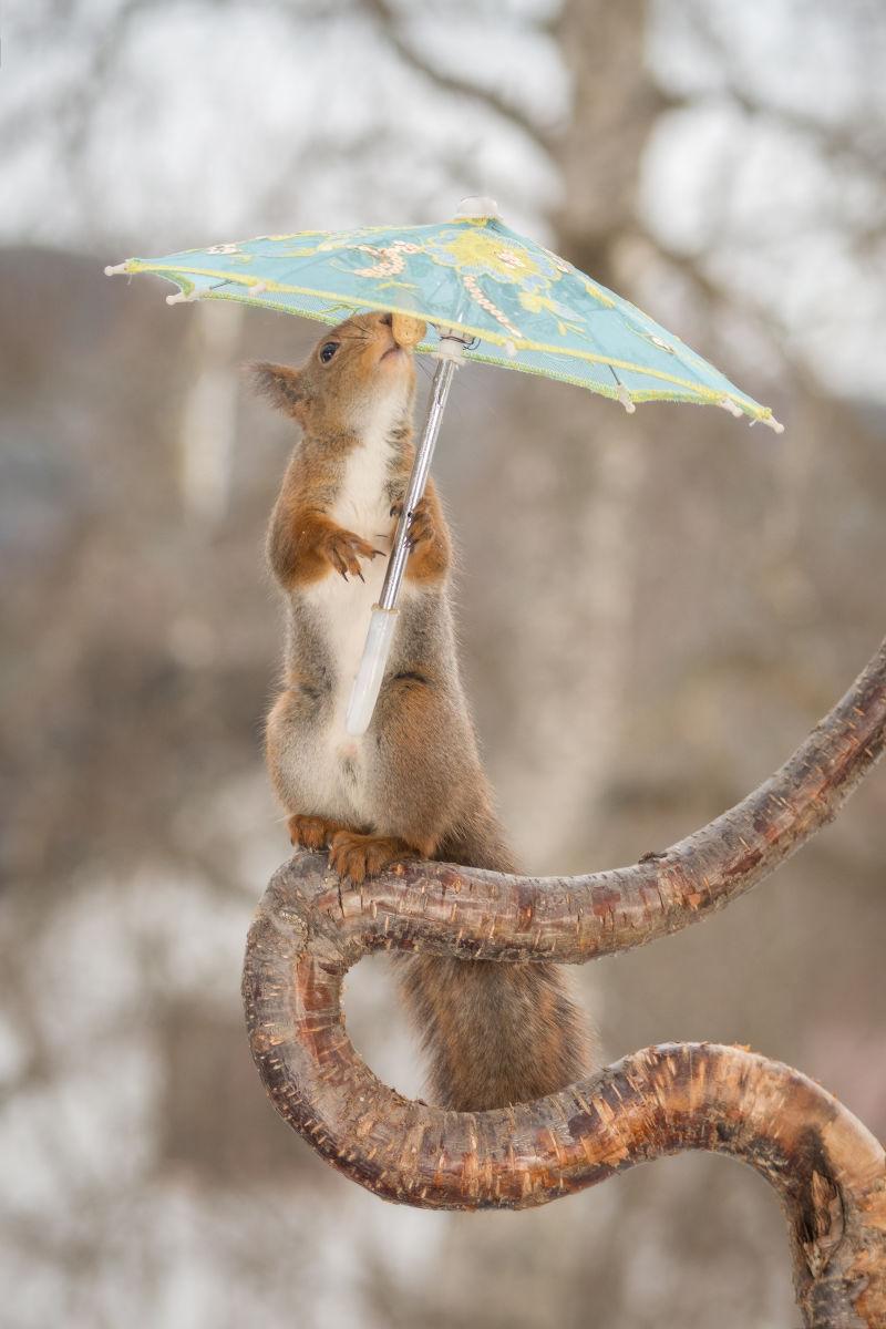 站在弯曲的树干上打着小花伞的红松鼠