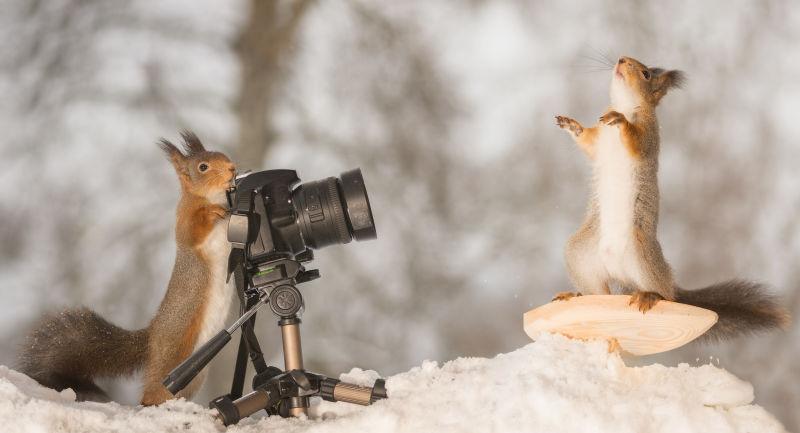 使用照相机照相的两只红松鼠