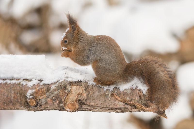 落满雪的树枝上的小松鼠