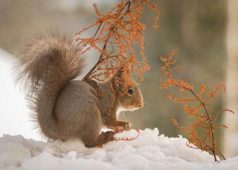 雪地上干树枝旁边的小松鼠