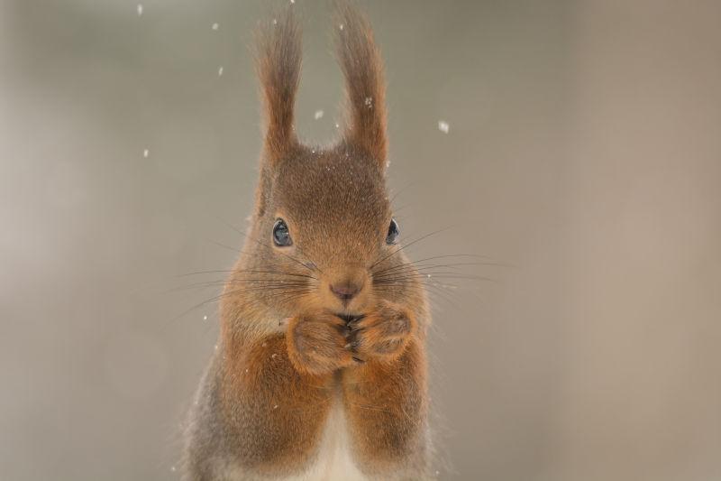 雪地上的小松鼠近处摄影