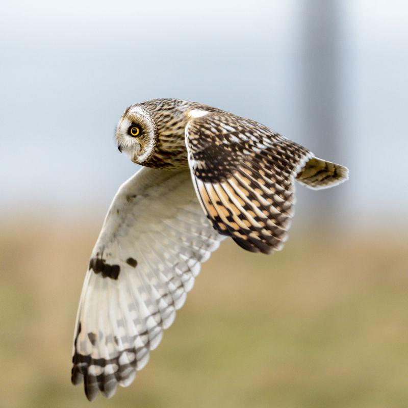 sumpfohreule(长耳鸮)