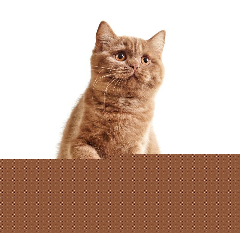 白色背景下蹲着的棕色短毛猫