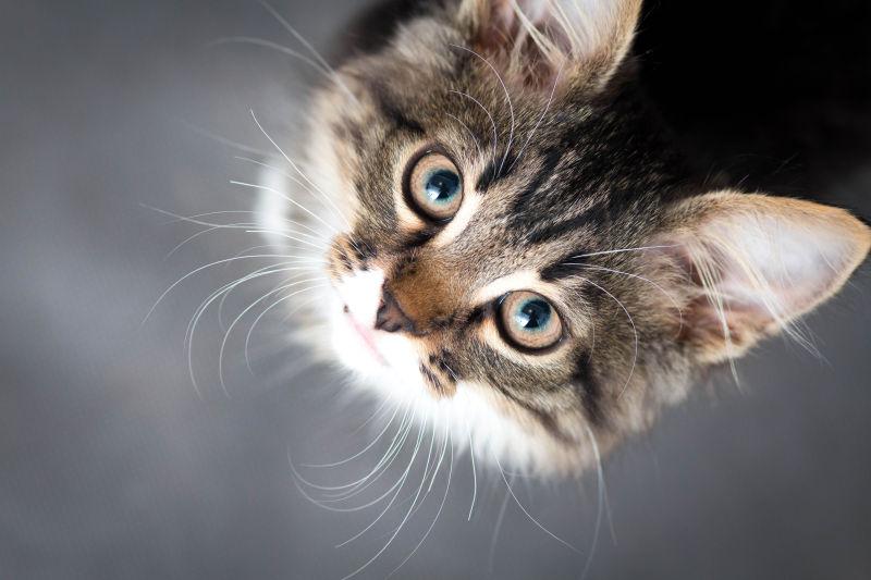 灰色背景下的可爱小毛绒小猫