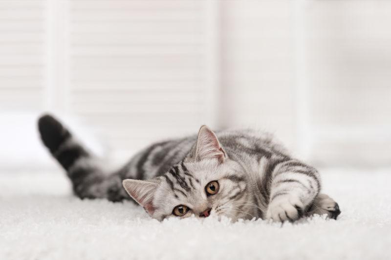 在白色地毯上躺着的猫咪