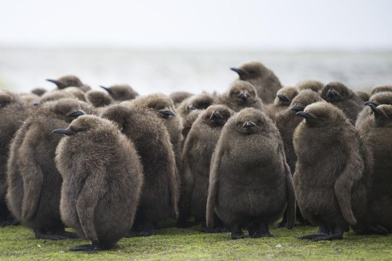 毛茸茸的可爱动物