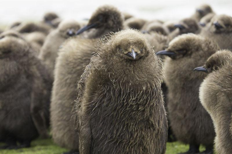 棕色羽毛的企鹅蜷缩在一起