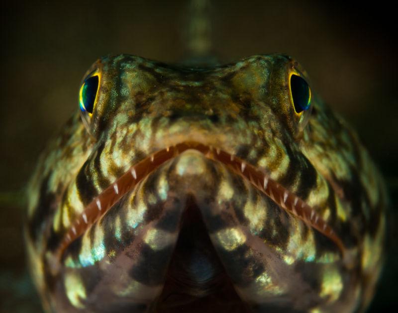 带着美丽花纹的蜥蜴鱼