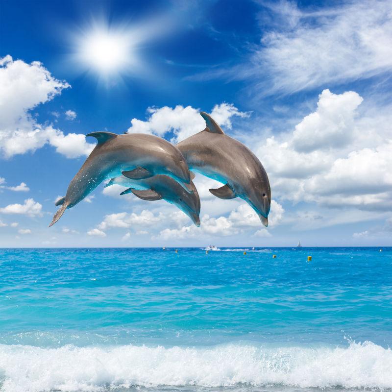 两只海豚在海里的图片图片