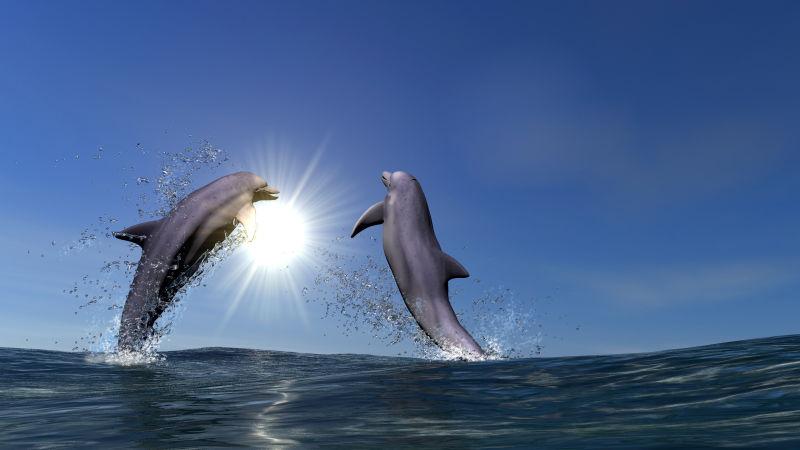 两只海豚跳出海面在太阳下嬉戏