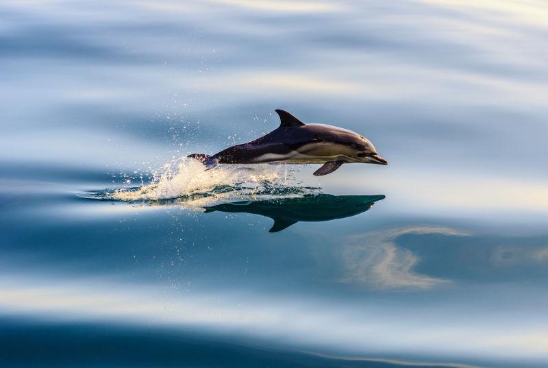 踊跃出海面的海豚
