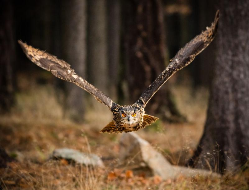 猫头鹰在低地猎食猎物