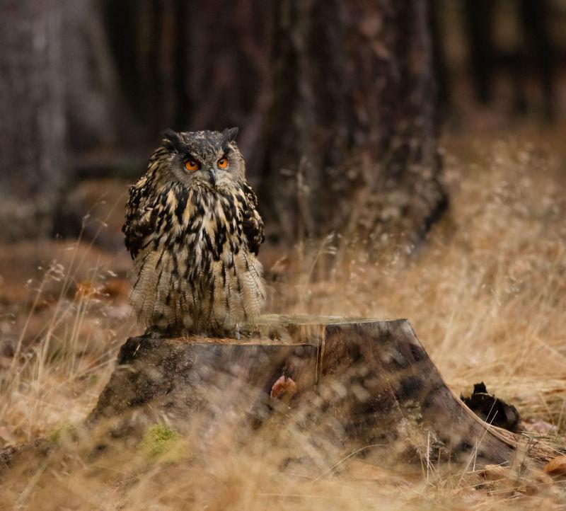 树桩上的欧亚野生猫头鹰