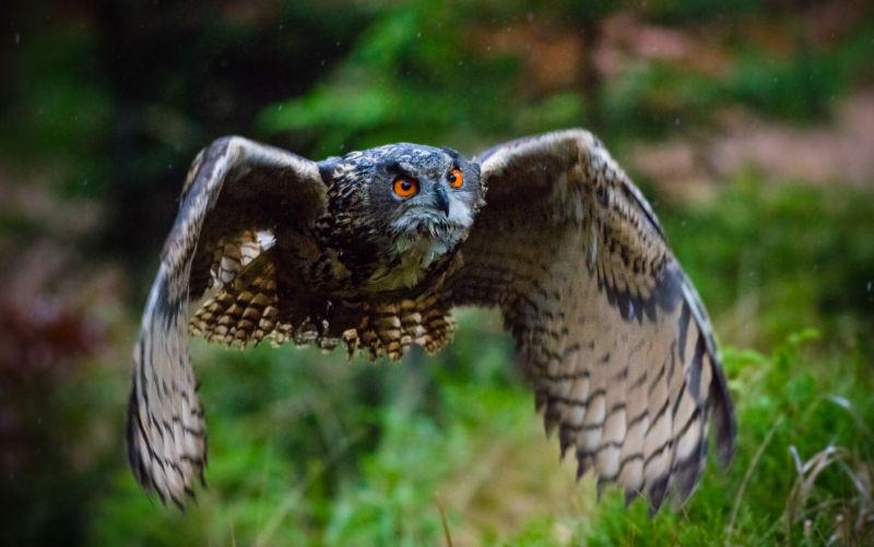 低空飞行的猫头鹰