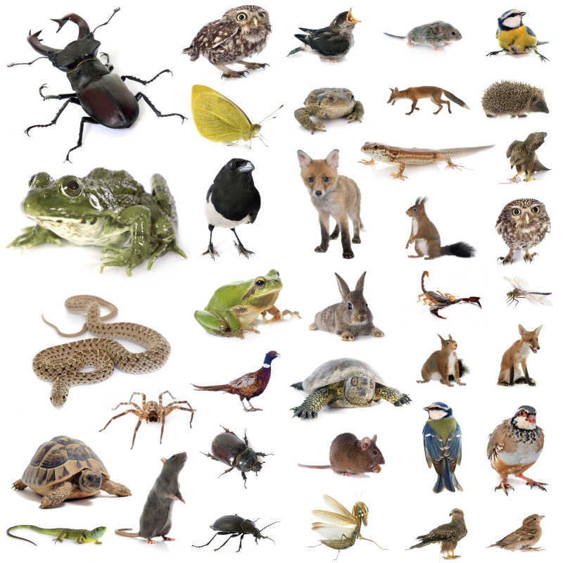 100种动物名称图片