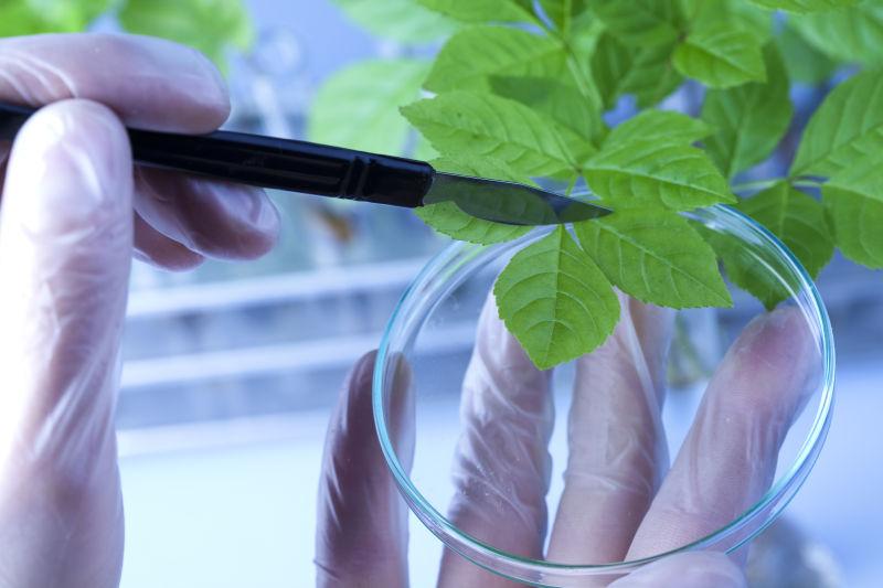 实验室研究植物的科学家