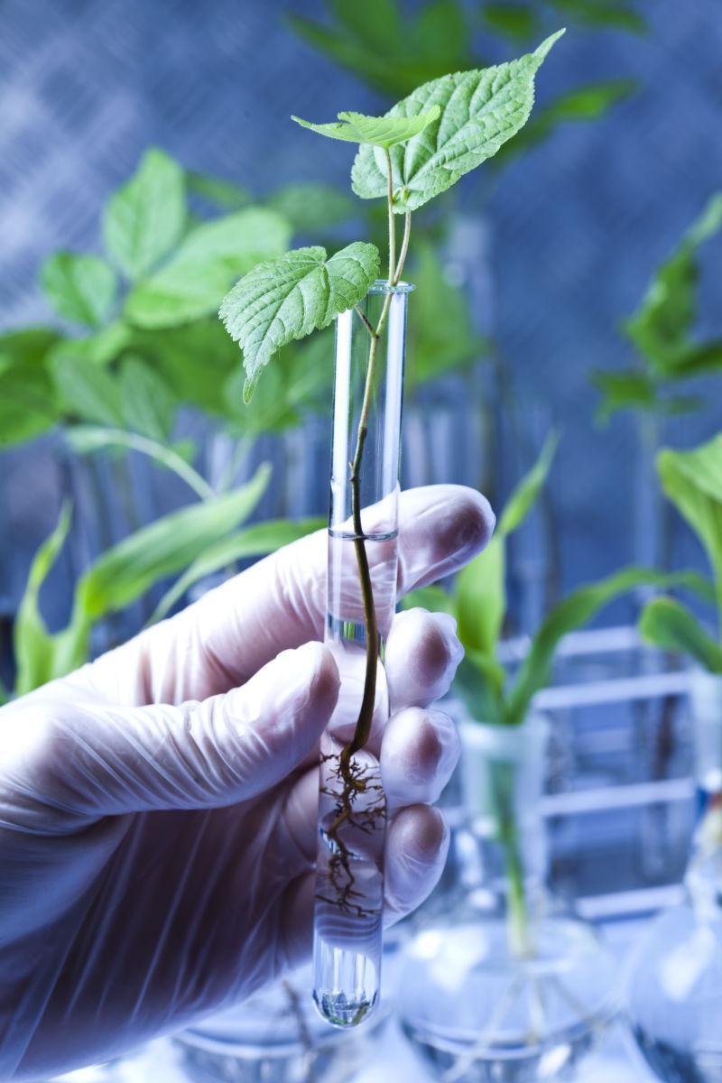 实验室做试管植物实验的科学家