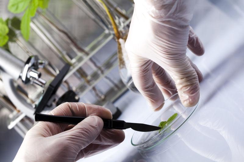 实验室研究绿植叶子的科学家