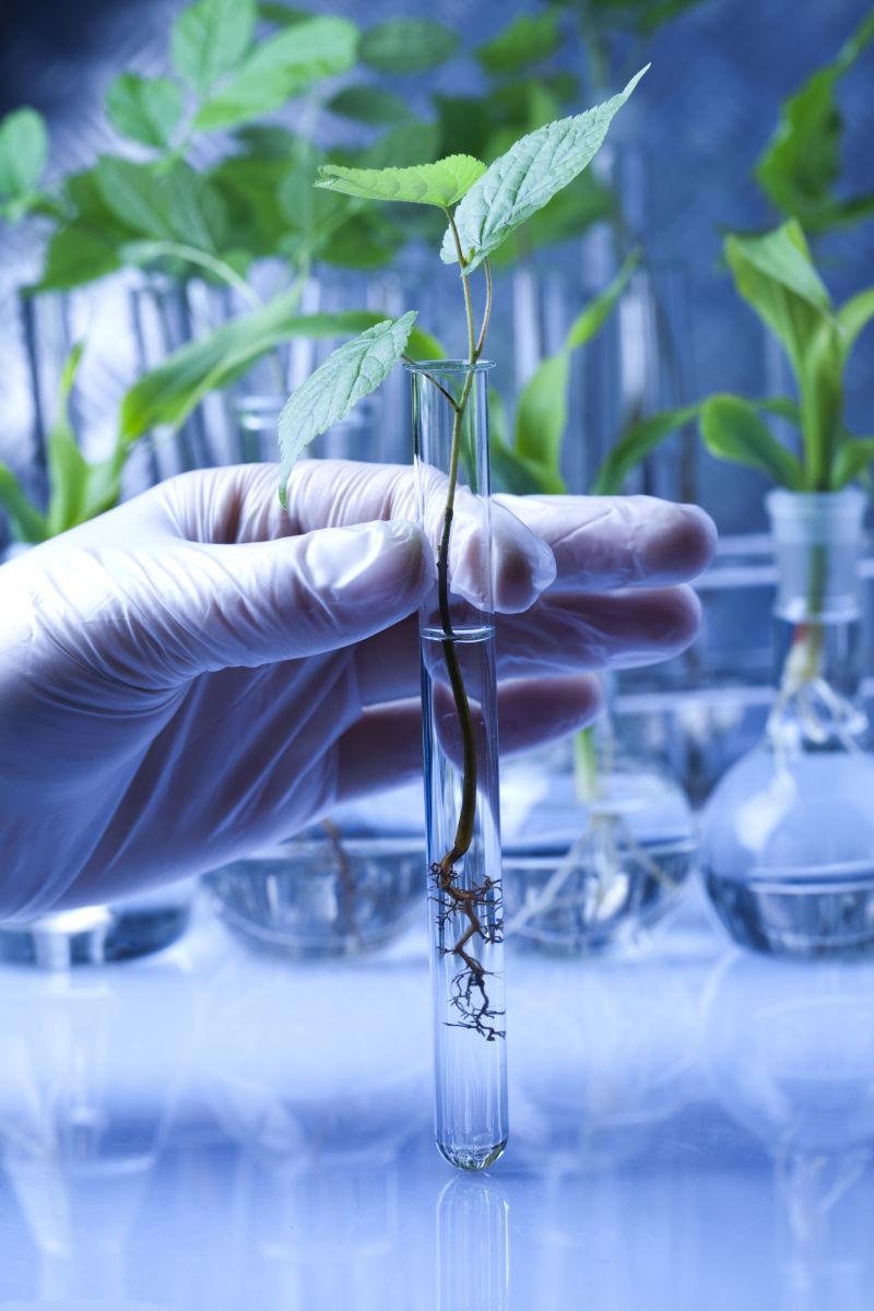 实验室背景下试管理的植物