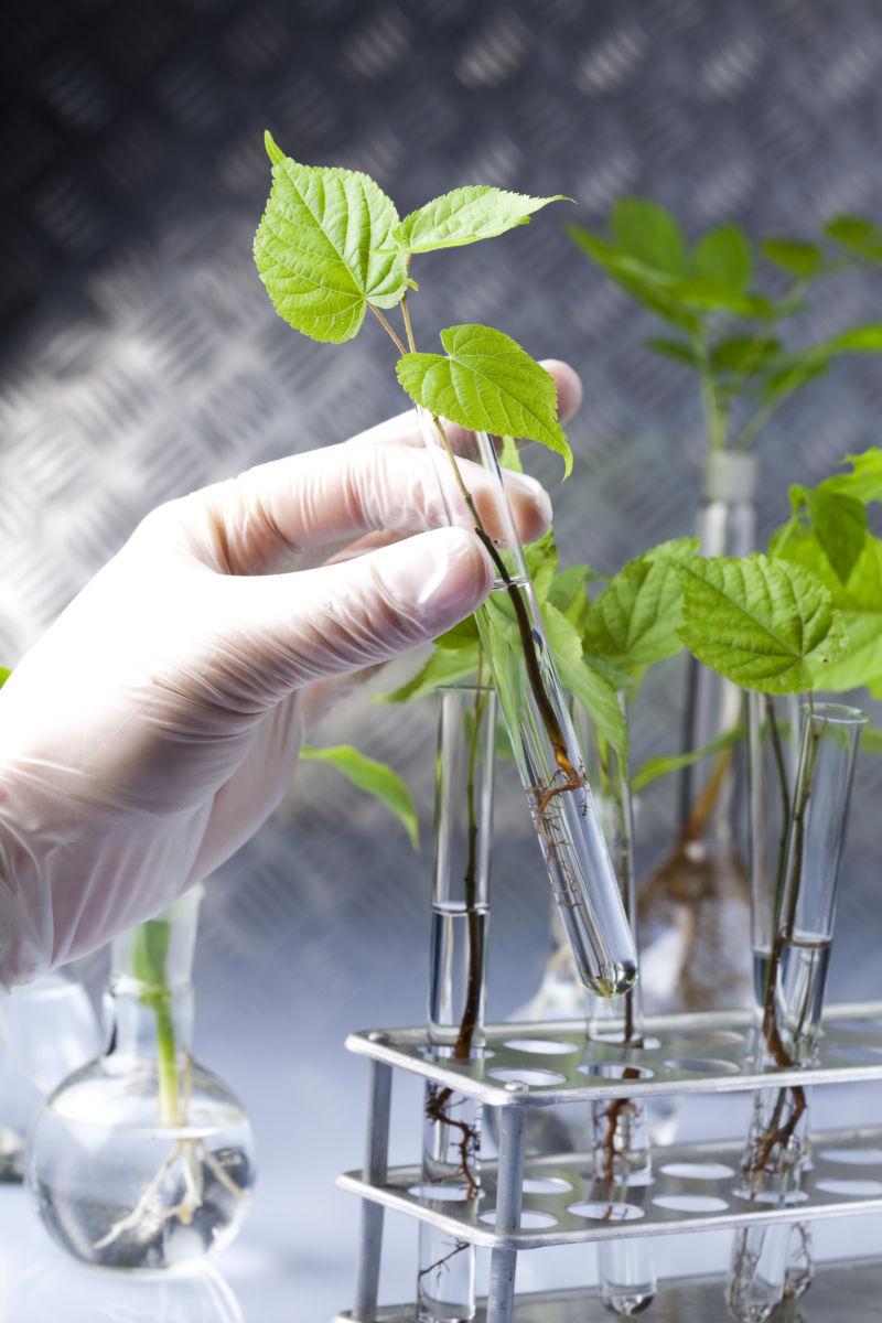 实验室考察试管里植物的研究员