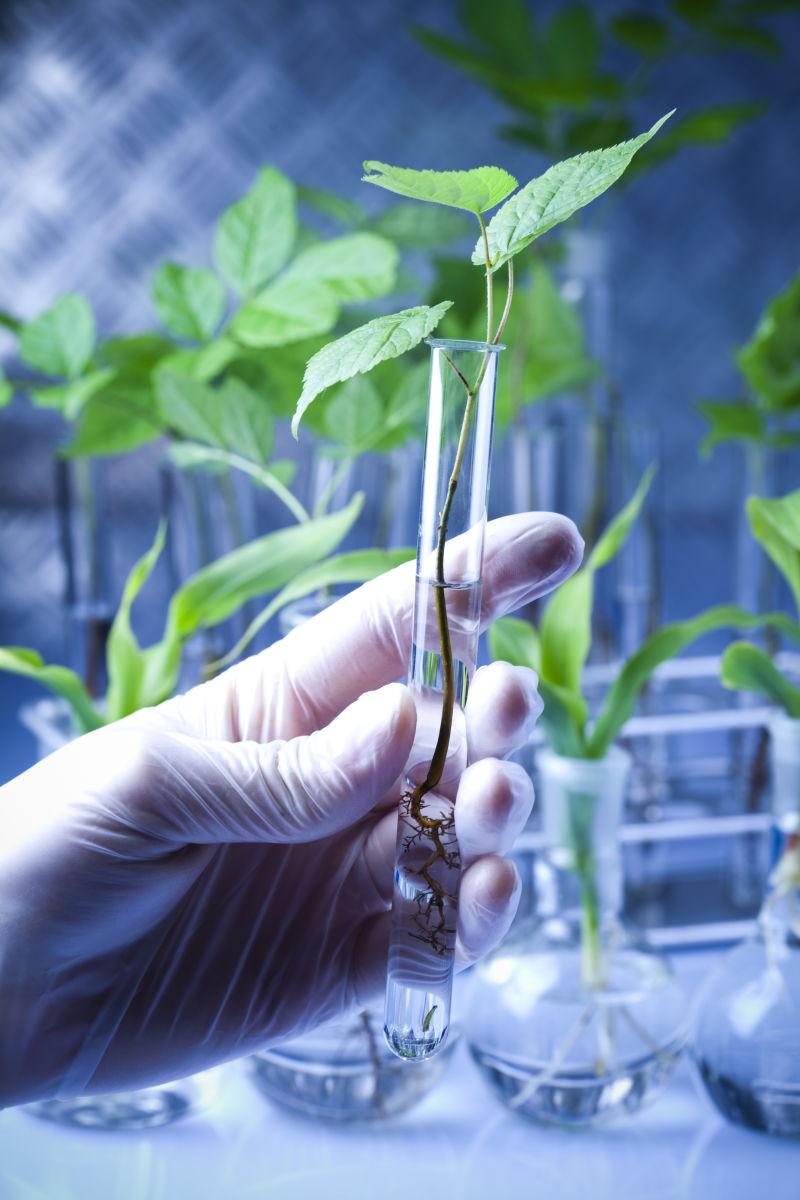 实验室用试管研究植物的科学家