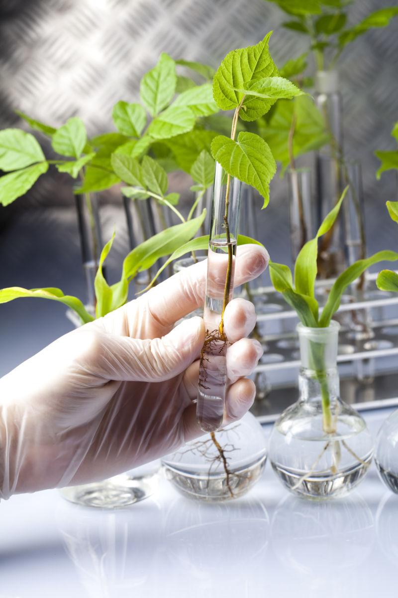 实验室背景下拿着装有植物试管的科学家