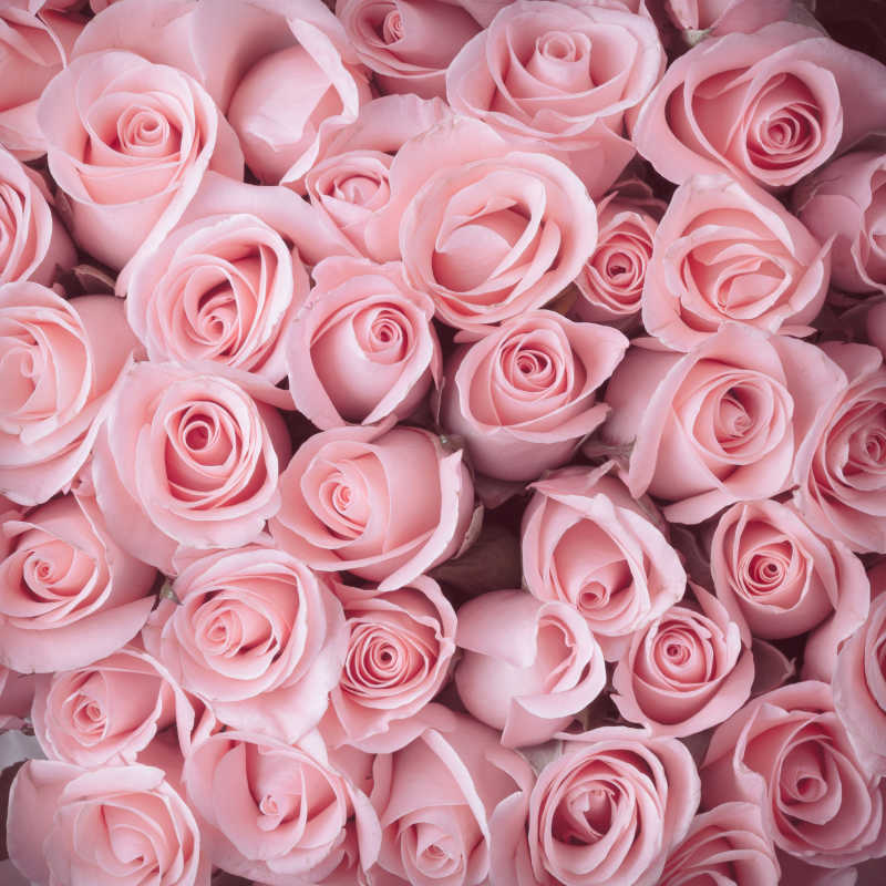 粉色美丽的玫瑰花束