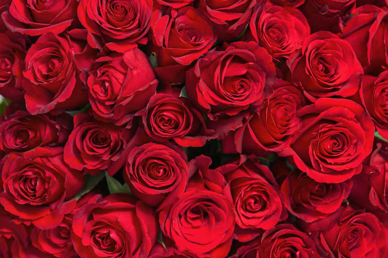 美丽的红色玫瑰花束