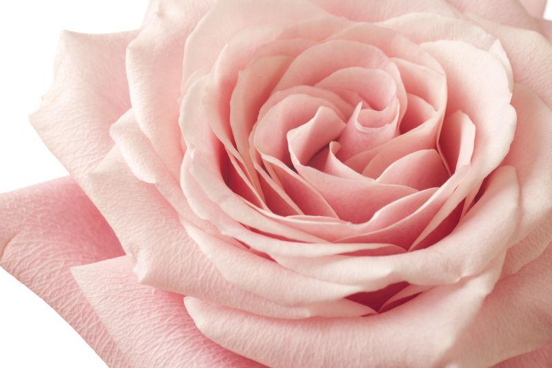 淡粉红色的玫瑰花